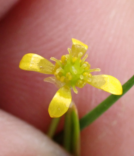 Waoriki (Ranunculus glabrifolius)