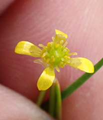 Ranunculus glabrifolius, photograph author not stated, no rights reserved