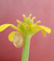 Ranunculus glabrifolius, photograph author not stated, no rights reserved