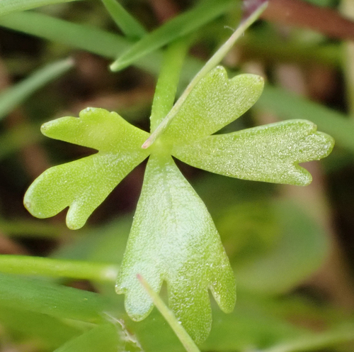 Ranunculus glabrifolius, photograph 3
