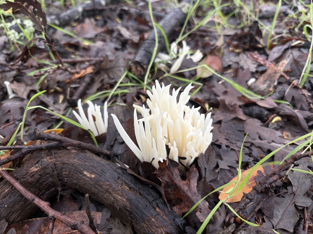 Clavaria fragilis · February 2026 · photo: © jzupan (iNaturalist, cc-by)