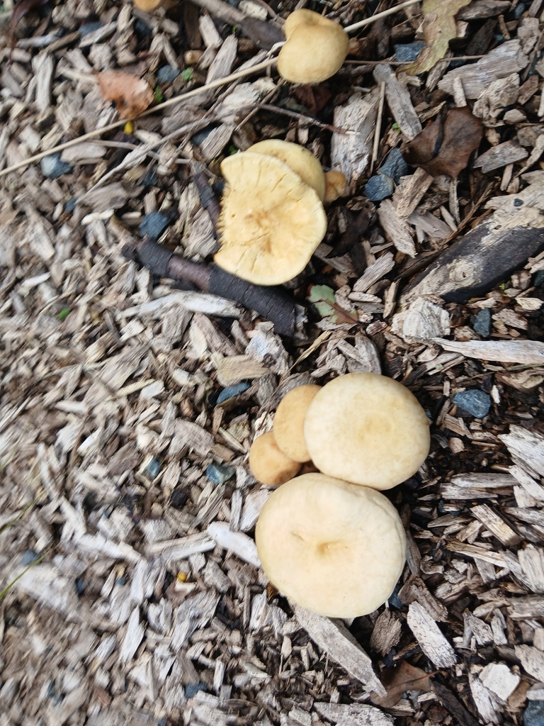 Agrocybe putaminum