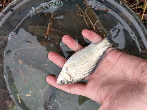 Goldfish