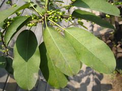 Ficus subpisocarpa