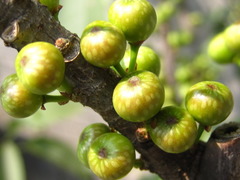 Ficus subpisocarpa