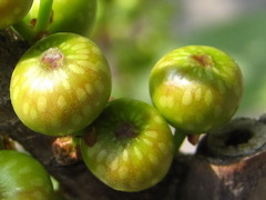 Ficus subpisocarpa