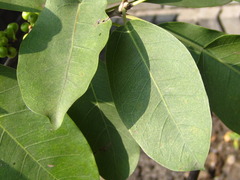Ficus subpisocarpa