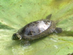 Trachemys scripta elegans