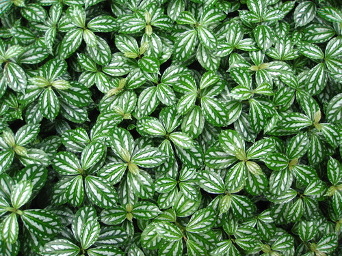 Pilea cadierei