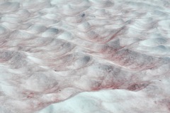 Chlamydomonas nivalis