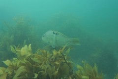 Notolabrus celidotus