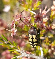 Castiarina decemmaculata