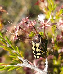 Castiarina decemmaculata