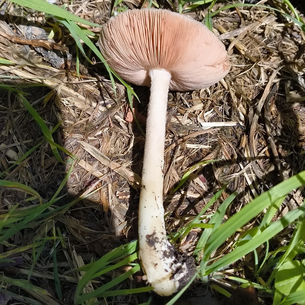 Volvopluteus gloiocephalus · February 2026 · photo: © zedt (iNaturalist, cc-by)