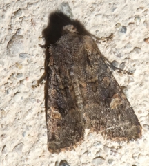 Dryobota labecula
