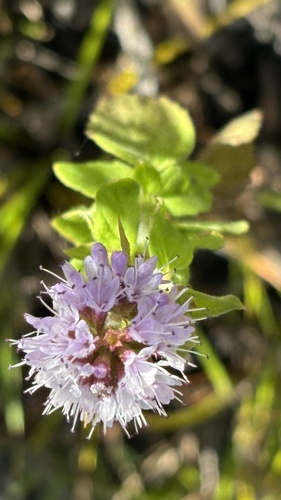 Water mint