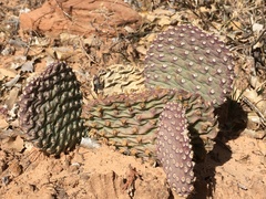 Opuntia aurea