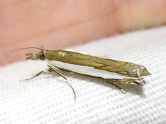 Crambus quinquareatus