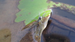 Allocosa paraguayensis