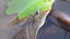 Allocosa paraguayensis