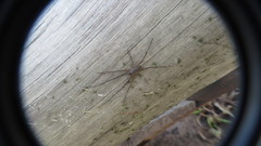 Paradossenus longipes