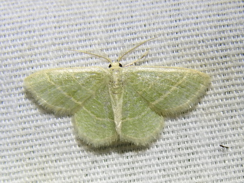 Photo of Blackberry Looper Moth (Chlorochlamys chloroleucaria)