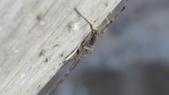 Paradossenus longipes