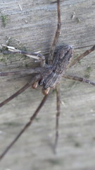 Paradossenus longipes