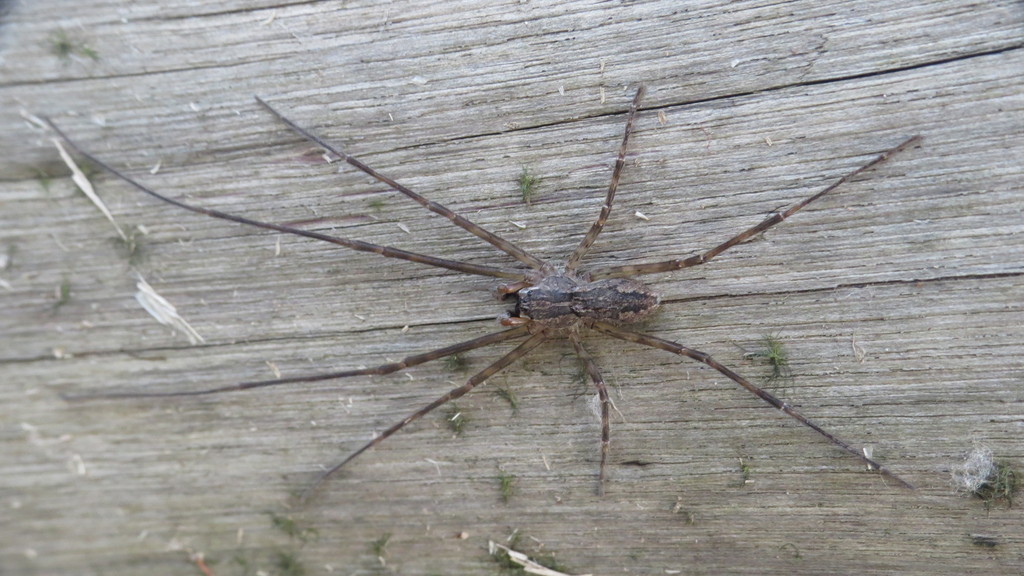 Paradossenus longipes