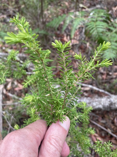 pearl beard heath (Styphelia margarodes)