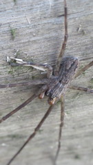 Paradossenus longipes