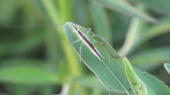 Conocephalus longipes