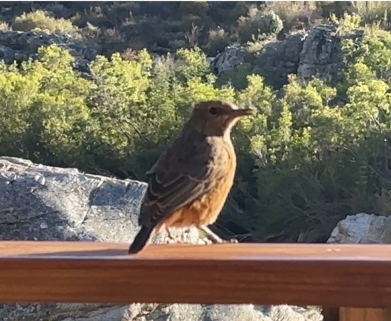 Cape Rock Thrush (Monticola rupestris), photo 5