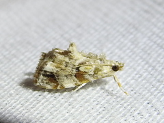 Glaphyria basiflavalis