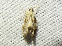 Glaphyria basiflavalis