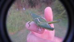 Staleochlora viridicata