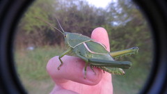 Staleochlora viridicata