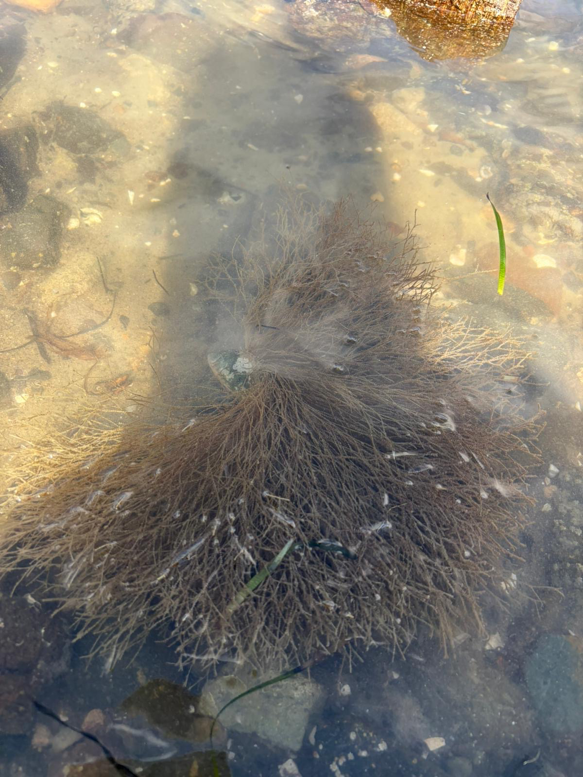 Amphisbetia bispinosa (Gray, 1843)