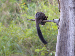 Indian Giant Flying Squirrel photo 3