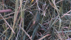 Staleochlora viridicata