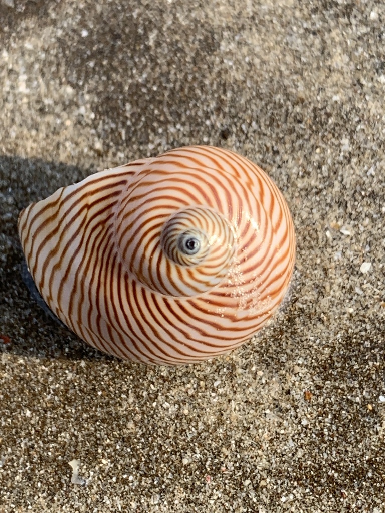 Lined Moon Snail