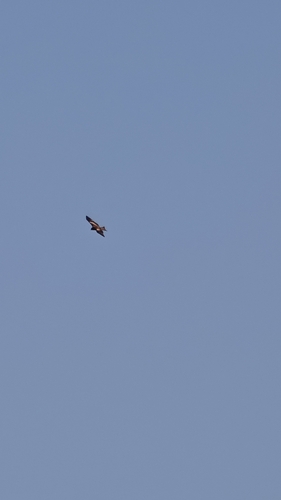 Black Kite