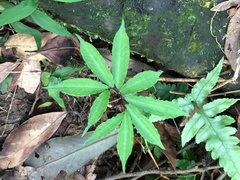 Arisaema heterophyllum