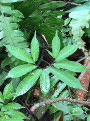 Arisaema heterophyllum