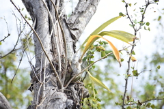 Catasetinae