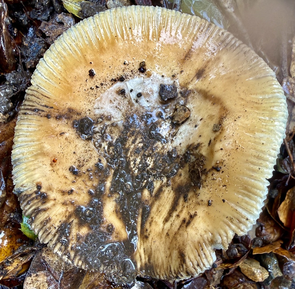 Amanita velosa