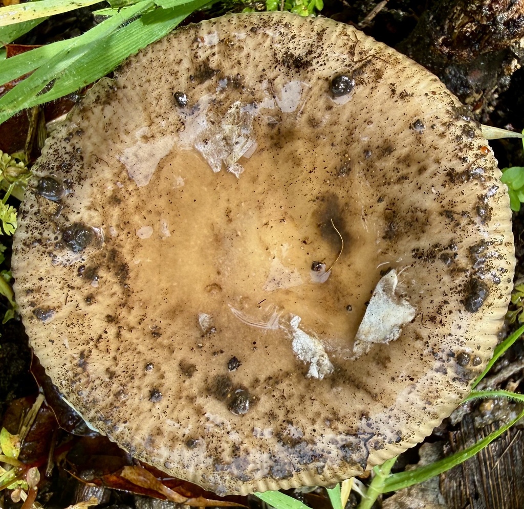 Amanita velosa · February 2026 · photo: © hllrnnr (iNaturalist, cc0)