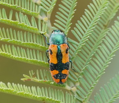 Castiarina scalaris