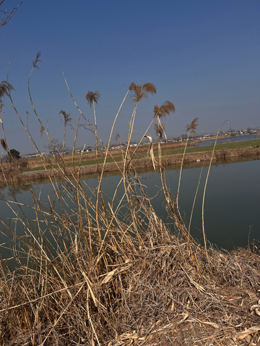 common reed