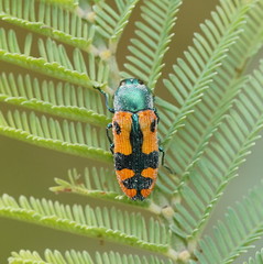 Castiarina scalaris